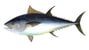 atun_rojo