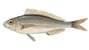 boga