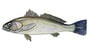 corvina