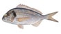 dorada