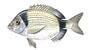 mojarra