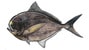 palometa