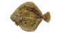 rodaballo