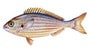 salema